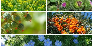 Beste Öle für schnelles Haarwachstum