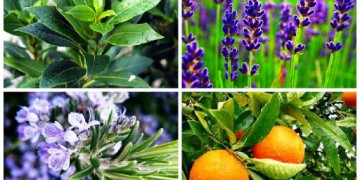 Beste ätherische Öle für Haare