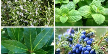 Ätherische Öle für das Haarwachstum