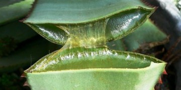 Aloe-Saft für Haare: Rezepte und Anwendung