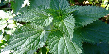 Eigenschaften der Brennnessel für das Haar