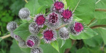 Klettenöl für die Haare