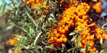 Eigenschaften von Sanddornöl für Haare