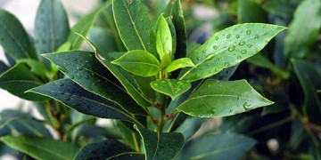 Bey-Öl für die Haare