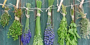 Haare stärken mit Kräutern